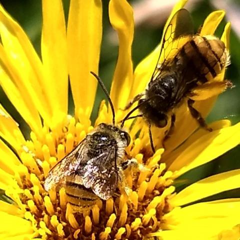 Abeja de las antenas largas. Especie Melissoptila bonaerensis.